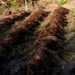 Как посадить картофель без перекопки земли