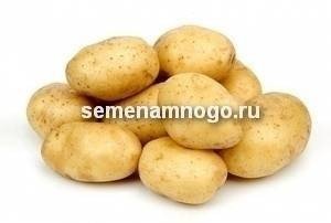 Сорт гала картофель