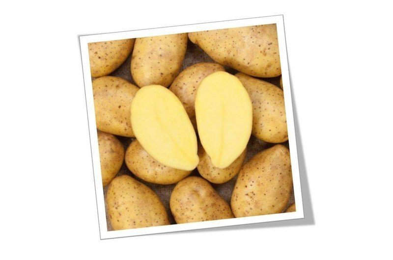 Сорт картофеля эльмундо
