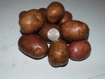 Сорт картофеля свитанок