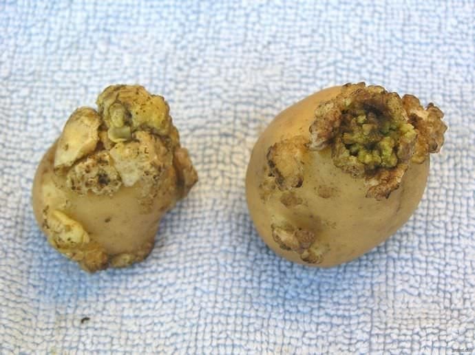 Болезни картофеля поражения клубней