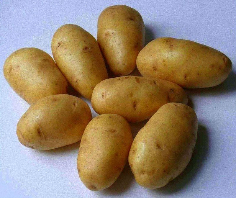 Сорт картофеля импала