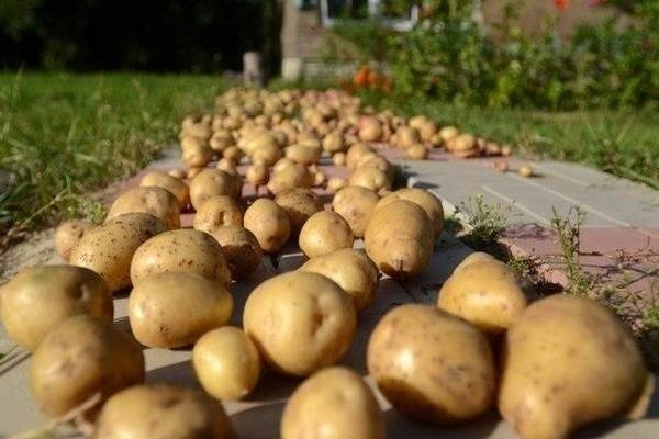 Обработка картофеля перед посадкой