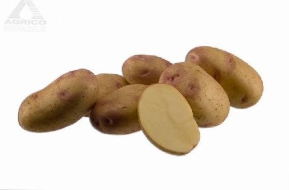 Сорт бельмонда картофель