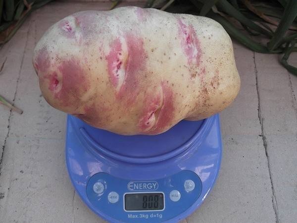 Сорт картофеля красноноска