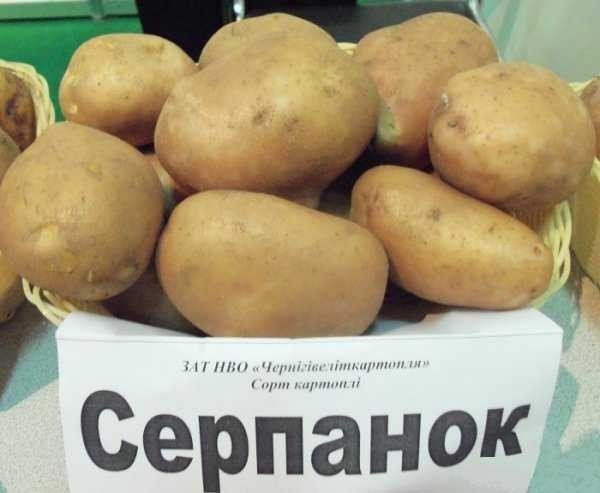 Сорт картофеля центурион