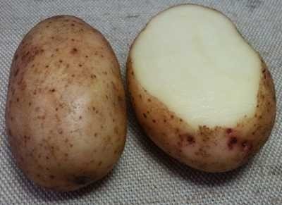 Сорт картофеля голландских сортов