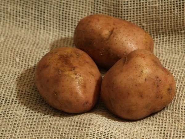 Сорт картофеля сифра