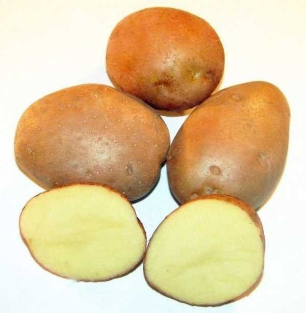 Сорт накра картофель