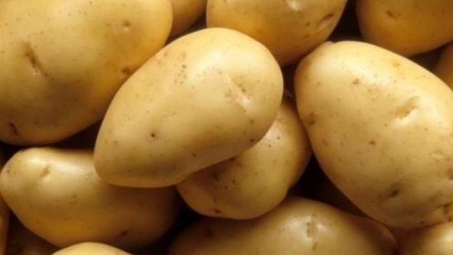 Янка: описание семенного сорта картофеля, характеристики, агротехника