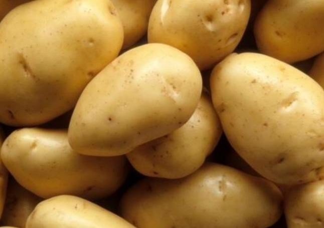 Сорт картофеля детскосельский
