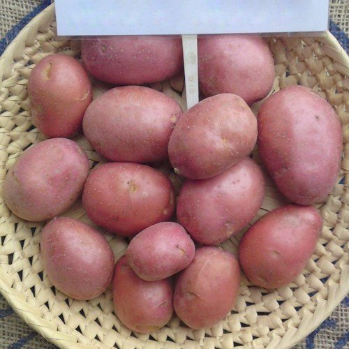 Картофель сорт альвара