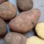 Сорт картофеля «Альвара»
