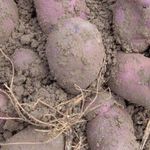 Сорт картофеля Василёк: описание и характеристика