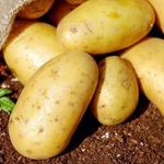 Сорт картофеля «Янка»: характеристики, вкусовые качества и уход