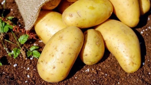 Сорт картофеля «Янка»: характеристики, вкусовые качества и уход