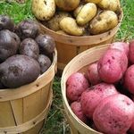 Список сортов картофеля с названием, описанием и фото