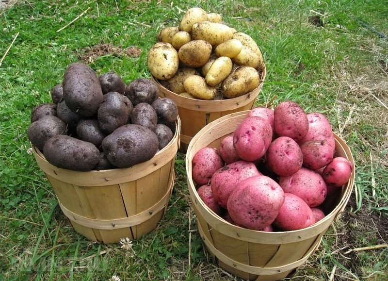 Сорт картофеля банба