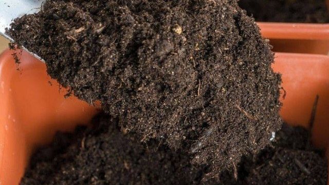 Посадка лука Эксибишен на рассаду: выращивание из семян, когда сажать, уход и посадка в открытый грунт