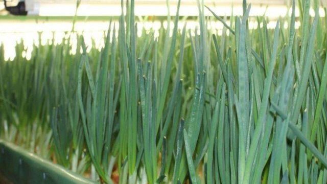 Лук на гидропонике: выращивание лука своими руками в домашних условиях