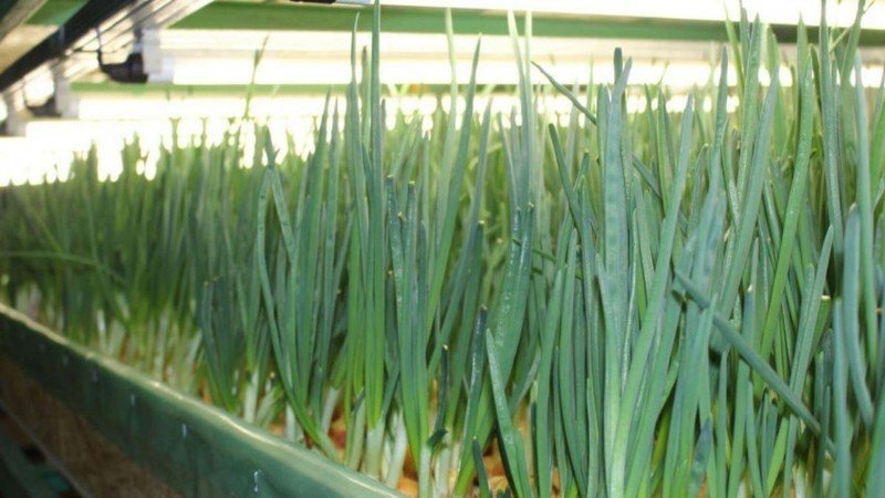 Выращивание лука и зелени на гидропонике