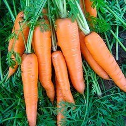 Семена моркови вита лонга