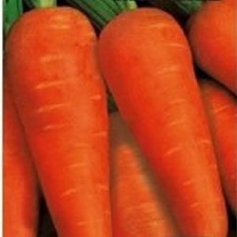 Сорт моркови алтайская лакомка