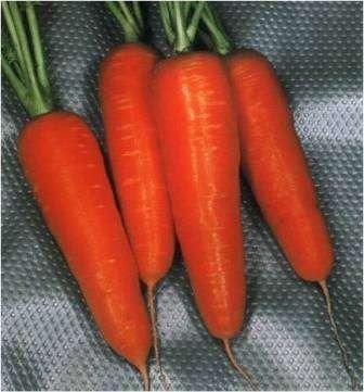 Морковь курода шантанэ