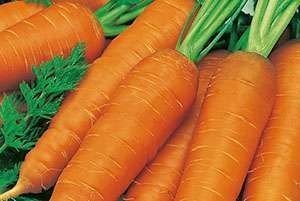 Морковь сорт перфекция