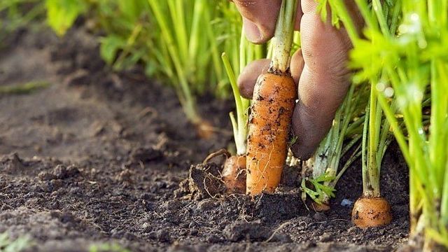 Морковка семена лучшие сорта