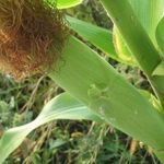Норма высева кукурузы, сроки и подготовка к посеву