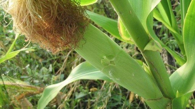 Норма высева кукурузы, сроки и подготовка к посеву