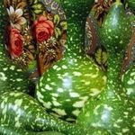 Обзор сорта лагенарии «Гусь в яблоках»: чем хорош и почему стоит выращивать на своем участке