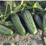 Огурец «Криспина F1» – для садоводов-любителей и опытных агрономов