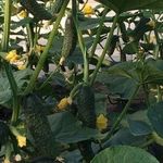 Огурец Лютояр F1: технология выращивания, урожайность