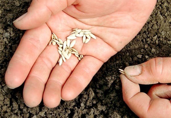 Посадка огурцов в открытый грунт семенами