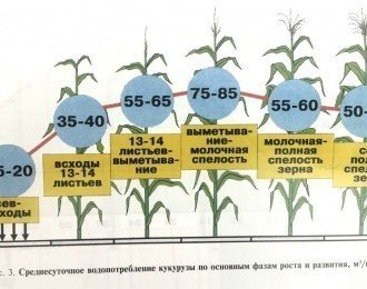 Кукуруза фазы роста и развития