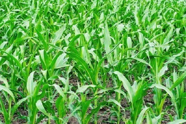 Побеги молодой кукурузы