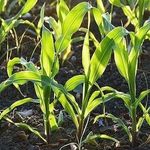 Основная обработка почвы после кукурузы