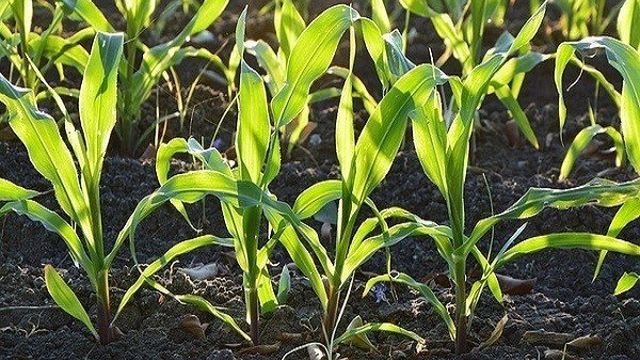 Основная обработка почвы после кукурузы