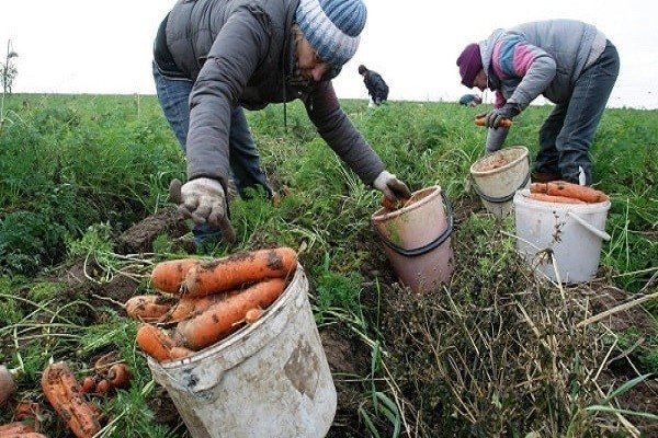Сухую ботву моркови и кукурузы перекопать с почвой осенью