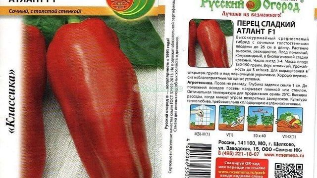 Атлант: отзывы, фото, описание сладкого болгарского перца