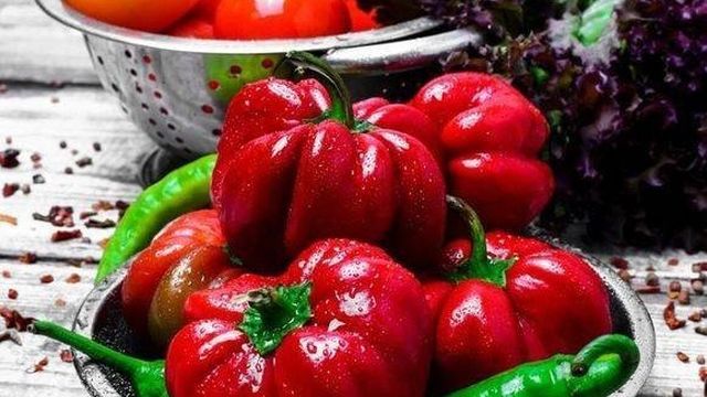 Болгарский перец Ратунда: выращивание овощной культуры