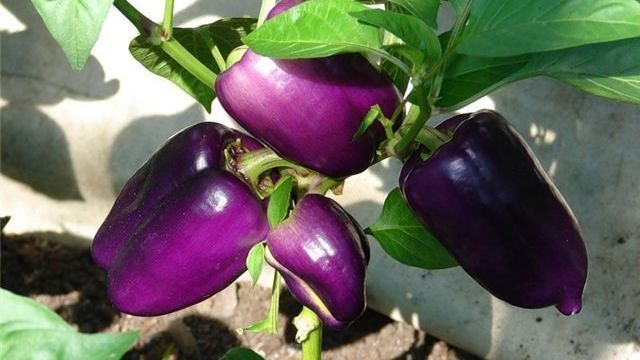 Перец Бухарест: характеристика и описание сорта, урожай на окне