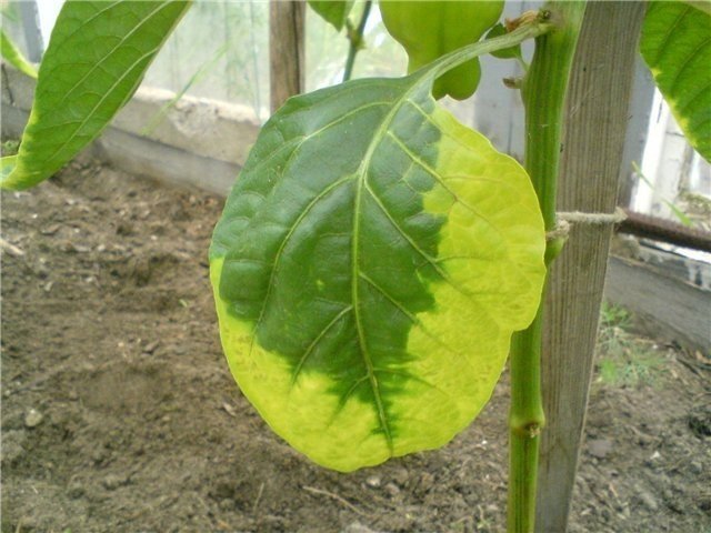 Хлороз листьев рассады перца