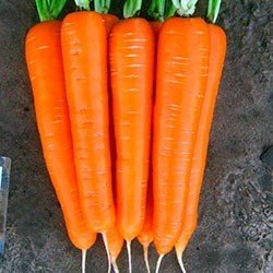 Морковь сорт нантес