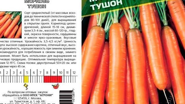 Раннеспелая морковь сорта «Тушон»