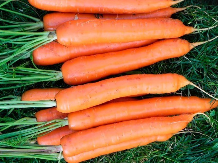 Суперранние сорта моркови