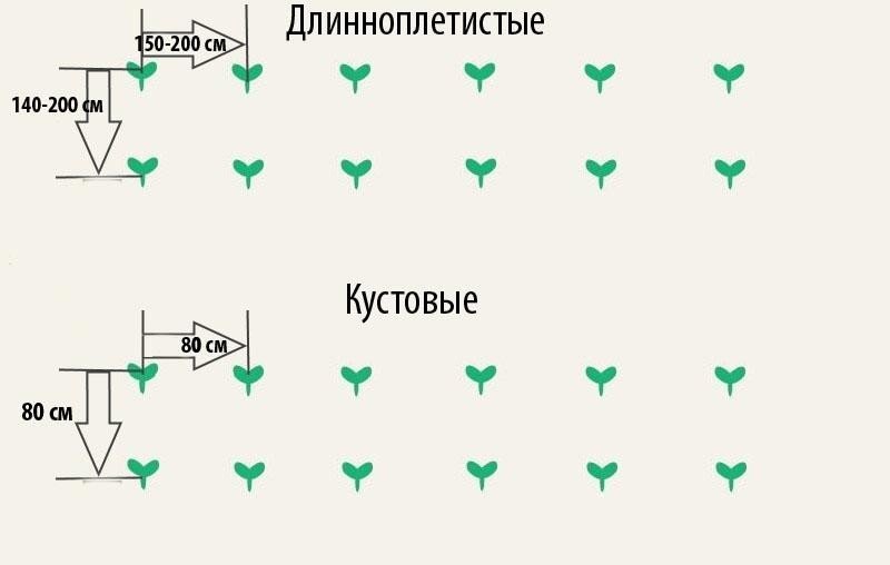 Схема посадки огурцов в открытый грунт рассадой