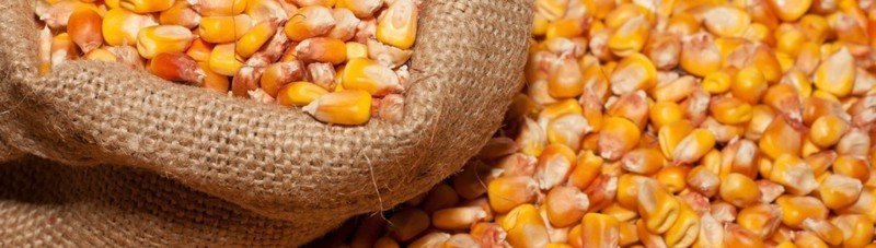 Кукуруза зерно экспорт